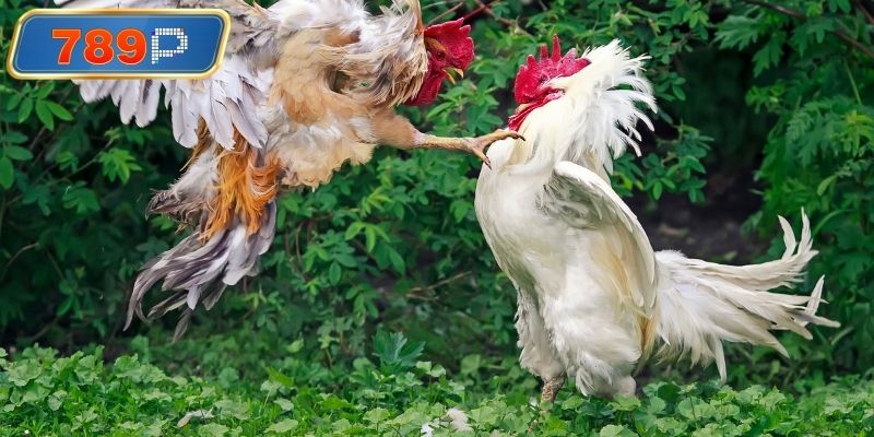 Trải nghiệm hình ảnh sắc nét chân thực nhất